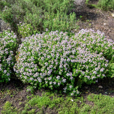 Thymus vulgaris - Winterthymian Bio - Thymian