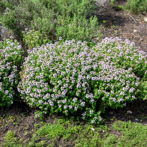 Thymus vulgaris - Winterthymian Bio - Thymian