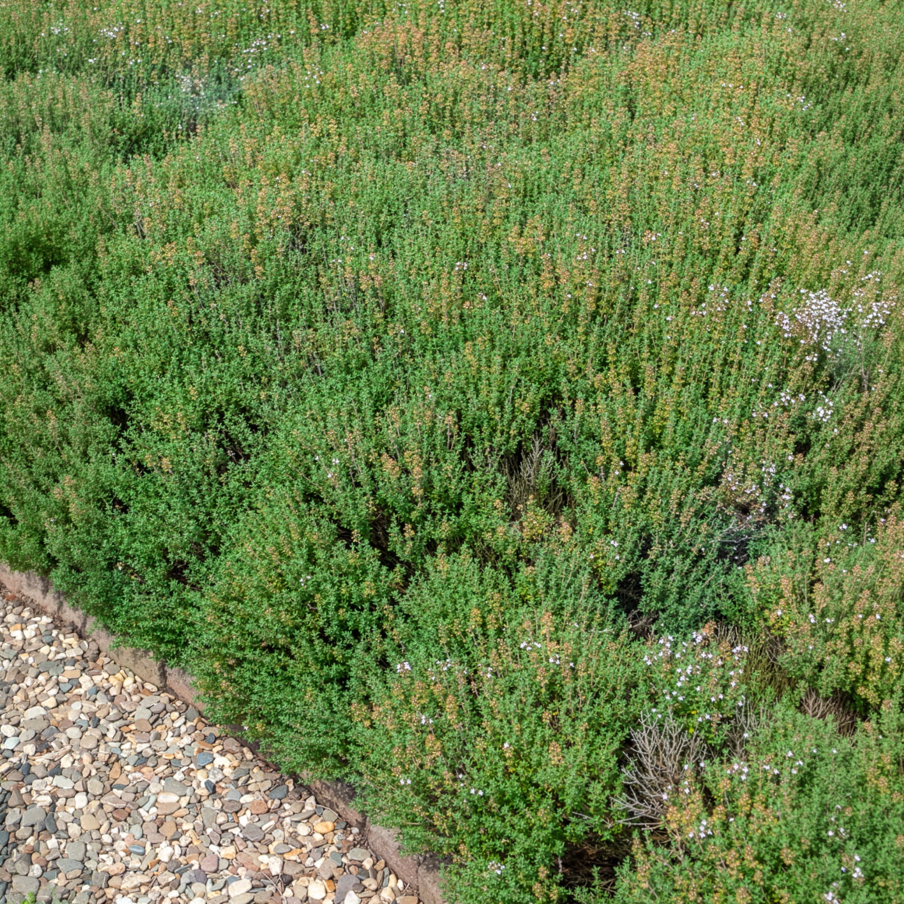 Winterthymian Bio - Willemse