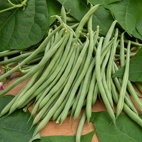 Stangenbohne Cobra