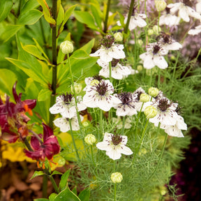 Schwarzkümmel ‘African Bride’ - Nigella papillosa - Willemse