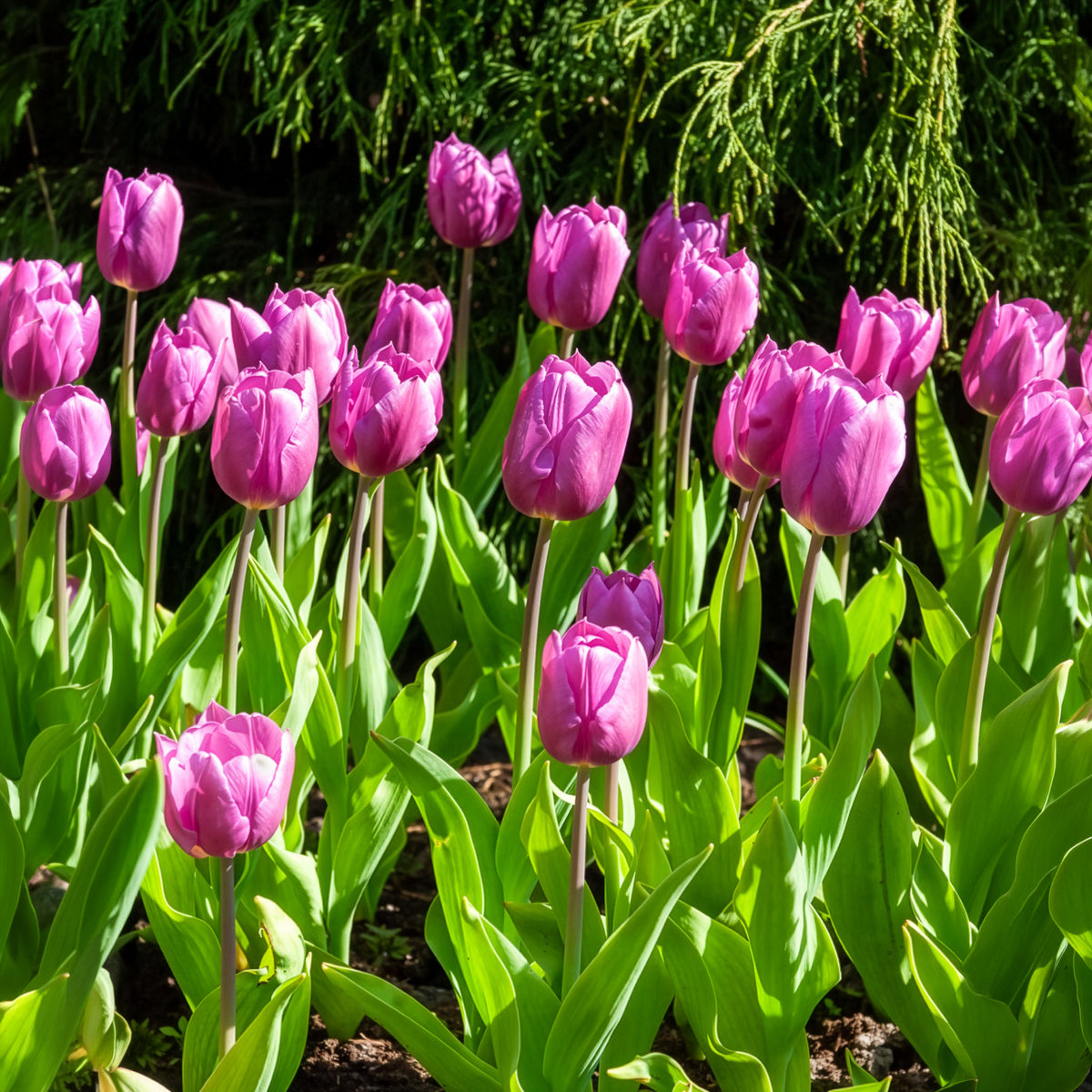 Triumph Tulpe 'Blue Beauty' (x10)