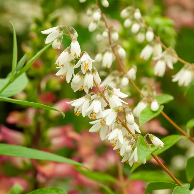 Deutzia pulchra - Sternchenstrauch - Blühende Sträucher