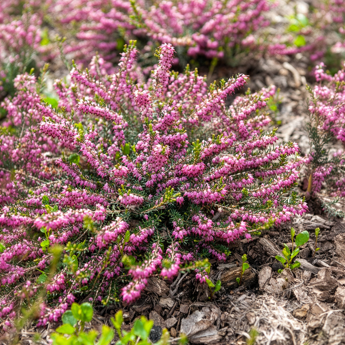 Winterheide Ghost Hills - Erica darleyensis ghost hills - Willemse