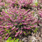 Winterheide Ghost Hills - Erica darleyensis ghost hills - Willemse