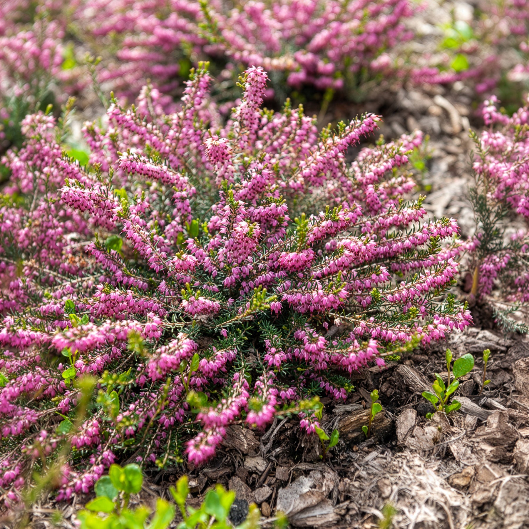 Winterheide Ghost Hills - Erica darleyensis ghost hills - Willemse
