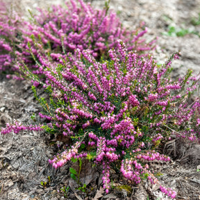 Winterheide Ghost Hills - Erica darleyensis ghost hills - Willemse