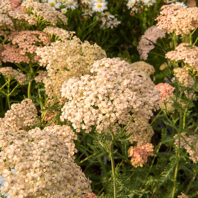 Schafgarbe Lachsschönheit - Achillea millefolium Lachsschönheit - Willemse