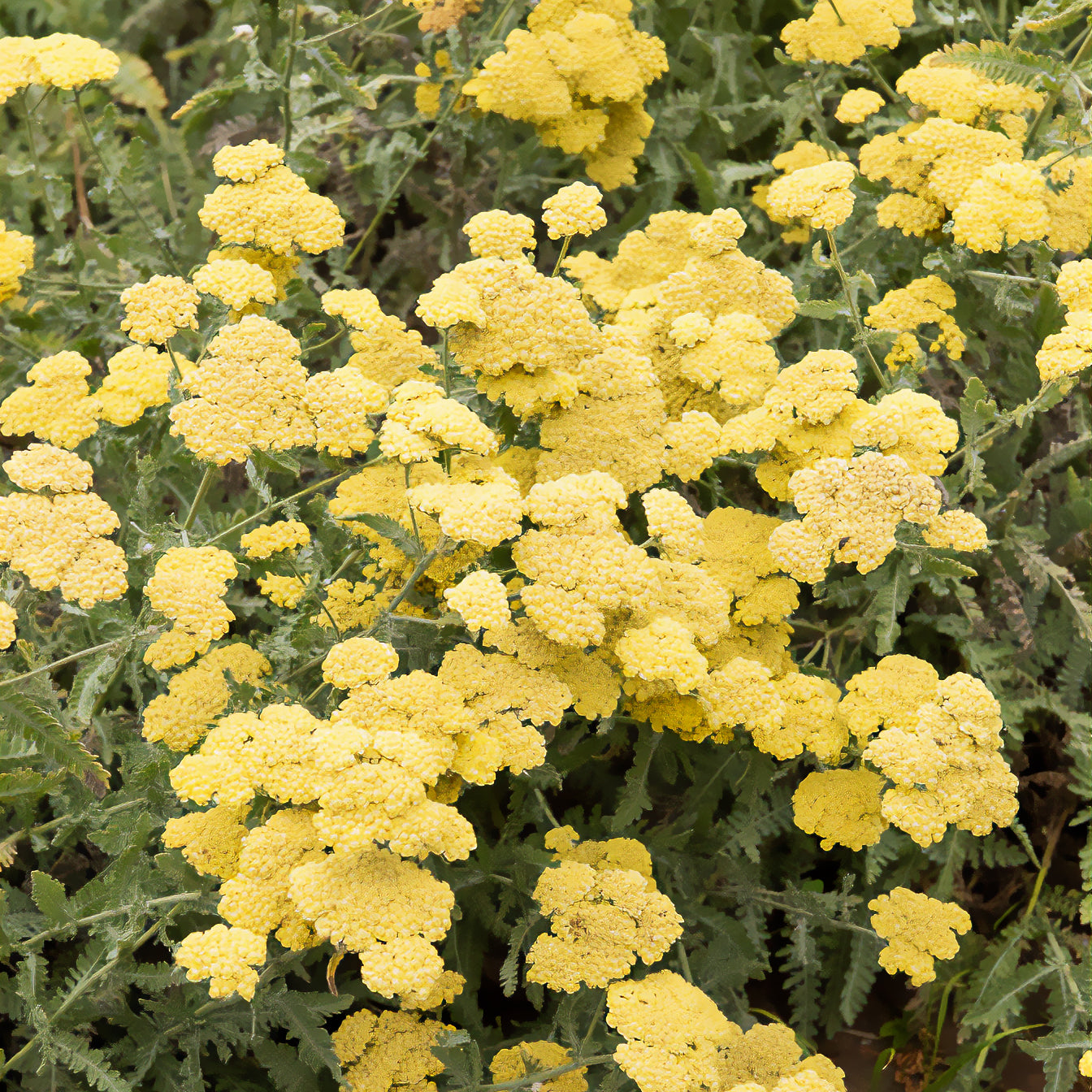 Goldquirl-Garbe Little Moonshine - Willemse