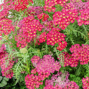 Schafgarbe Pomegranate - Achillea millefolium Pomegranate - Willemse