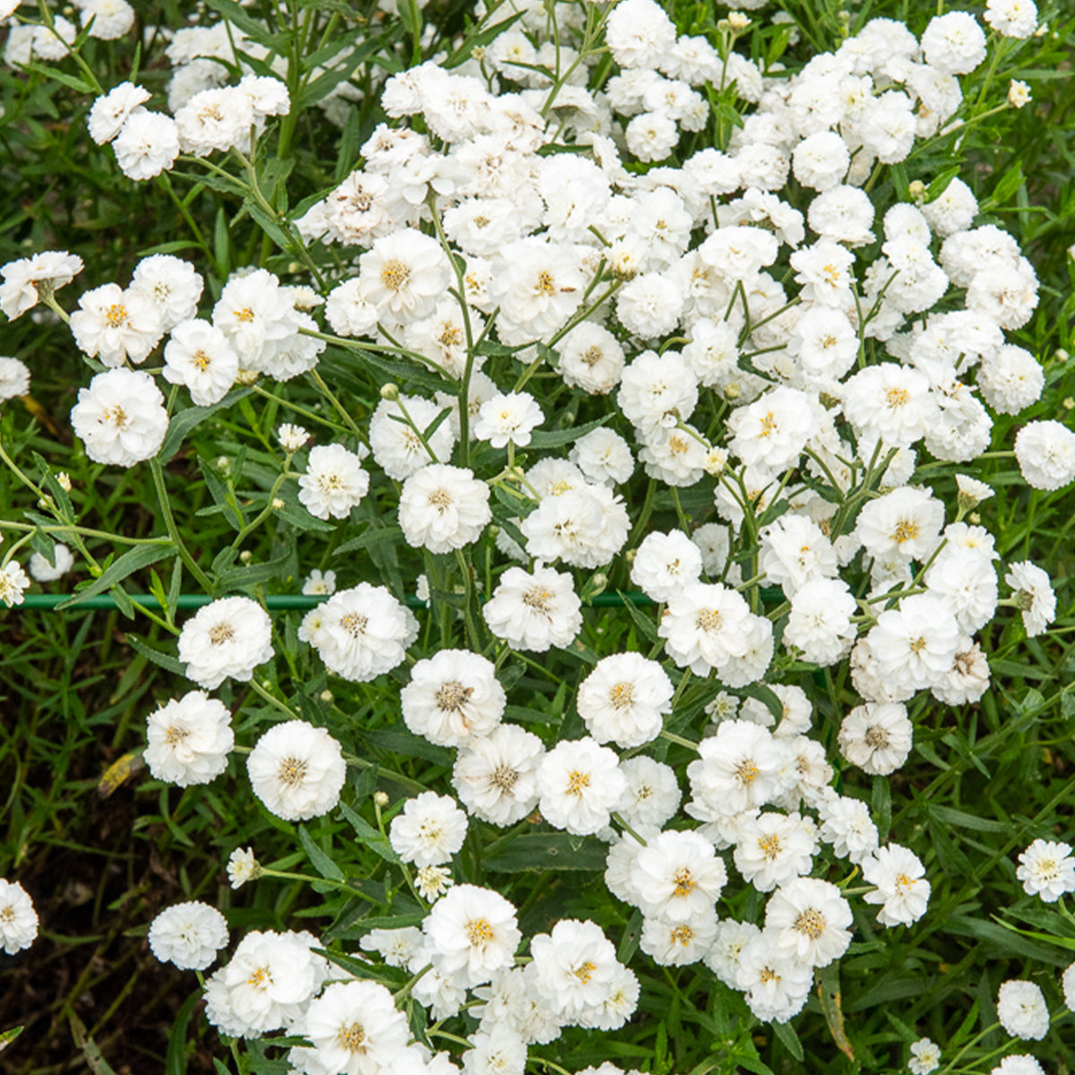 Schafgarbe The Pearl - Achillea ptarmica The Pearl - Willemse