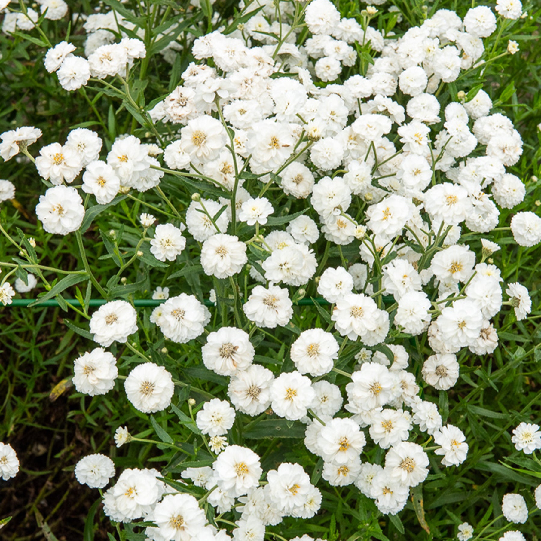 Schafgarbe The Pearl - Achillea ptarmica The Pearl - Willemse