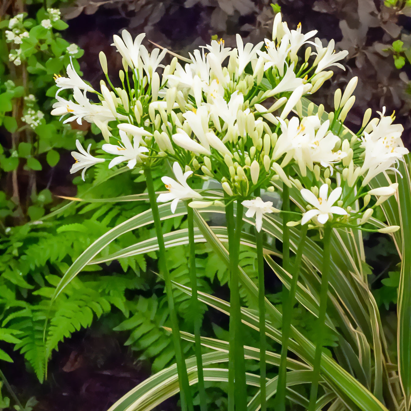 Schmucklilie weiß - Agapanthus africanus albus - Willemse