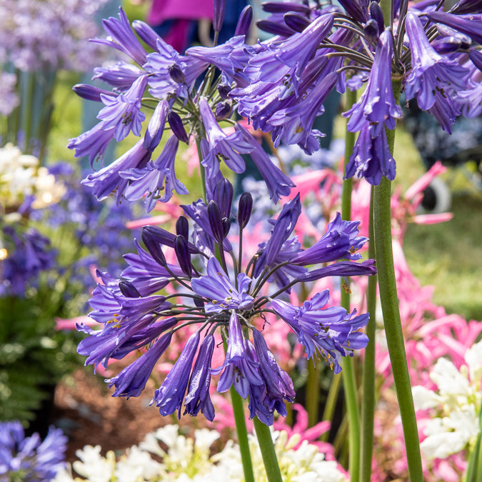 Agapanthus Black Pantha - Schmucklilie Black Pantha - Agapanthus