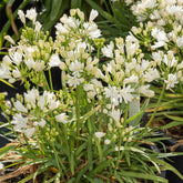Schmucklilie ‘Double Diamond’ - Agapanthus rfdd double diamond - Willemse