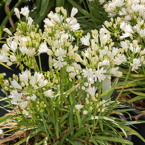 Schmucklilie ‘Double Diamond’ - Agapanthus rfdd double diamond - Willemse