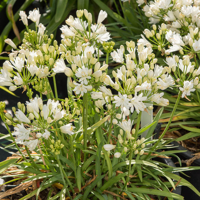 Agapanthus Doppelter Diamant - Agapanthus rfdd double diamond - Willemse