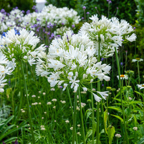 Agapanthus White Heaven - Agapanthus white heaven - Willemse