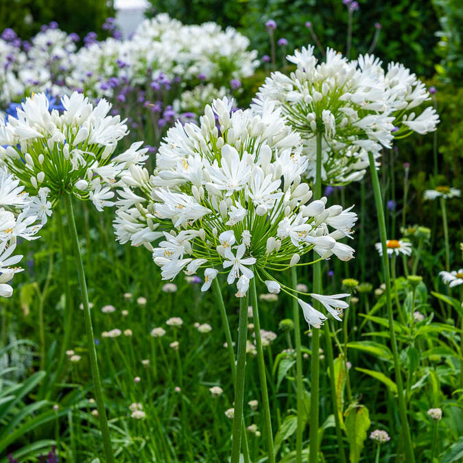 Agapanthus White Heaven - Agapanthus white heaven - Willemse