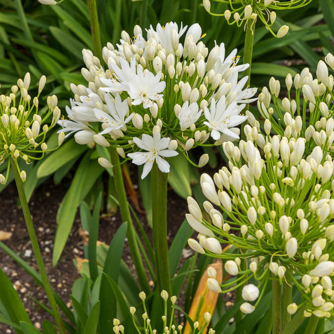 Agapanthus - Agapanthus White Heaven - Agapanthus white heaven