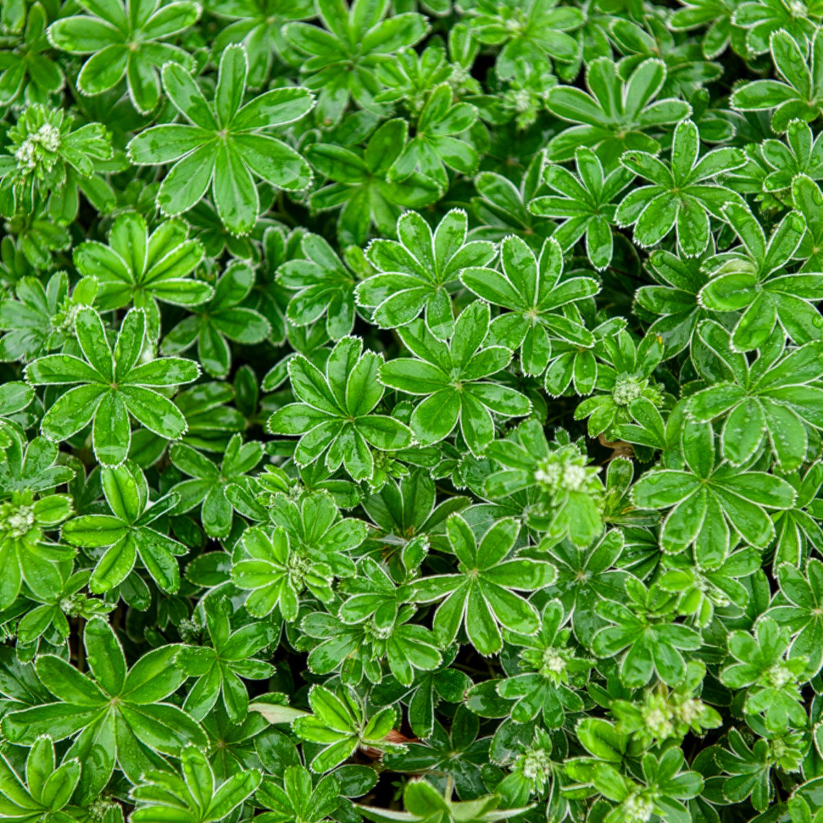 Alpen-Silbermantel - Alchemilla alpina - Willemse