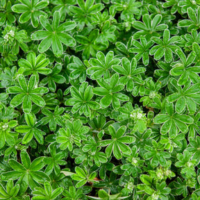 Alpen-Silbermantel - Alchemilla alpina - Willemse