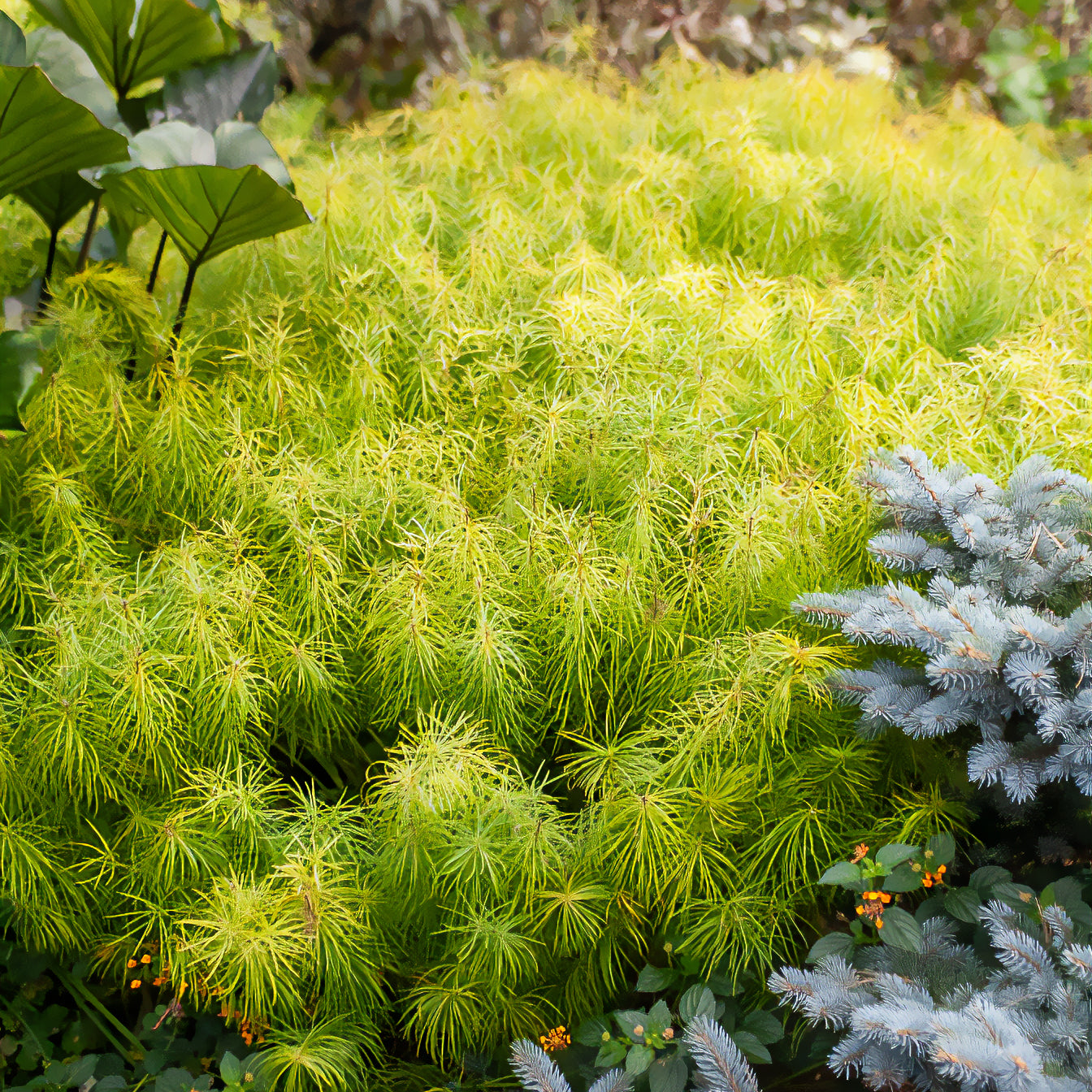 Amsonia hubrichtii - Amsonia hubrichtii - Stauden