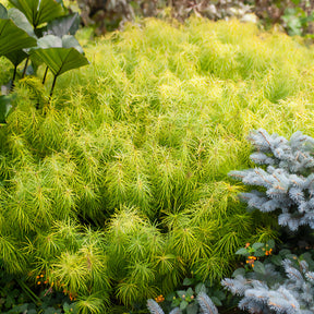 Amsonia hubrichtii - Amsonia hubrichtii - Stauden