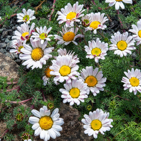 Marokko Kamille - Anacyclus pyrethrum Depressus - Willemse