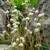 Wolliges Katzenpfötchen - Antennaria dioica var. borealis - Willemse