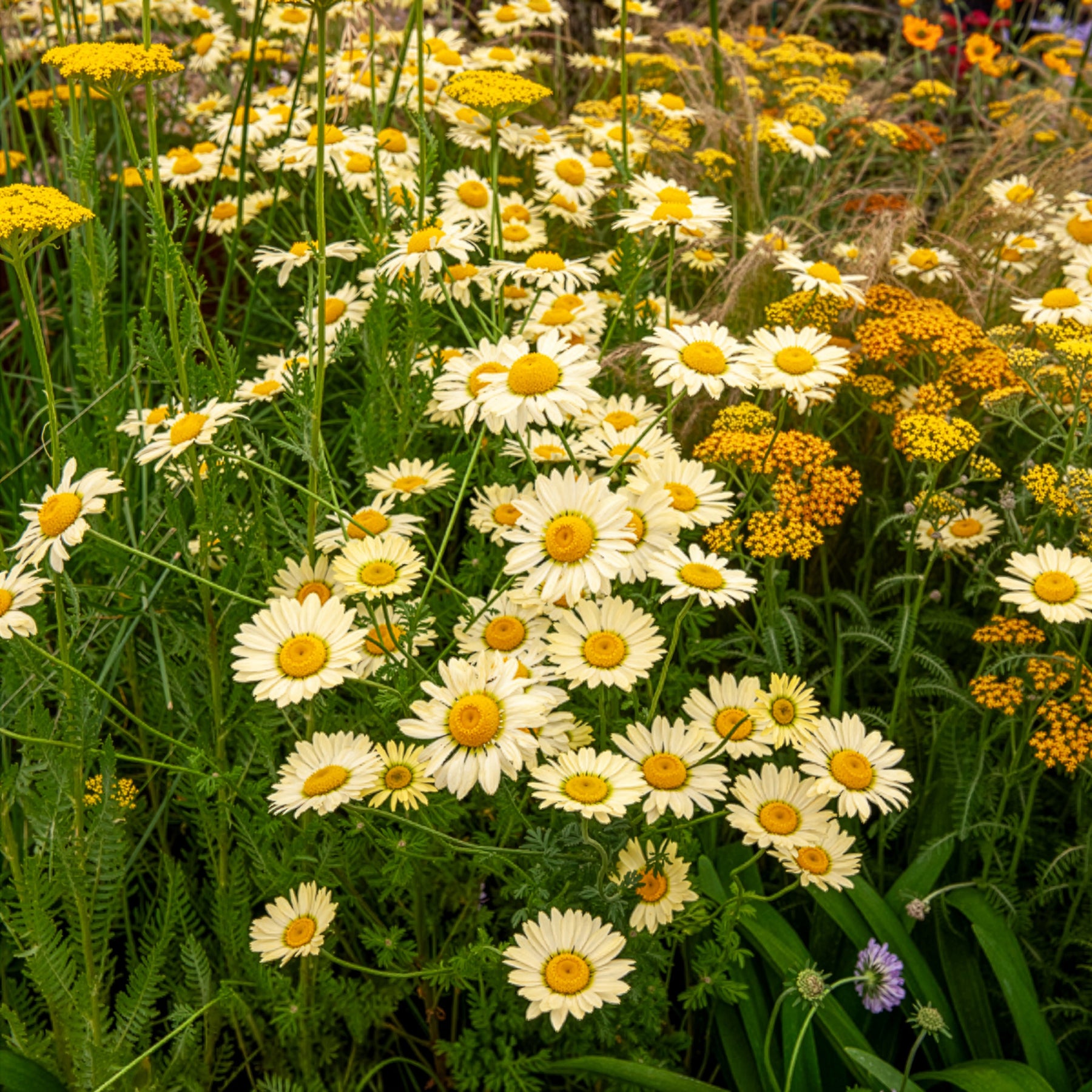 Färber-Hundskamille E. C. Buxton - Anthemis x hybrida E.C. Buxton - Willemse