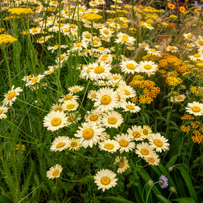 Färber-Hundskamille E. C. Buxton - Anthemis x hybrida E.C. Buxton - Willemse