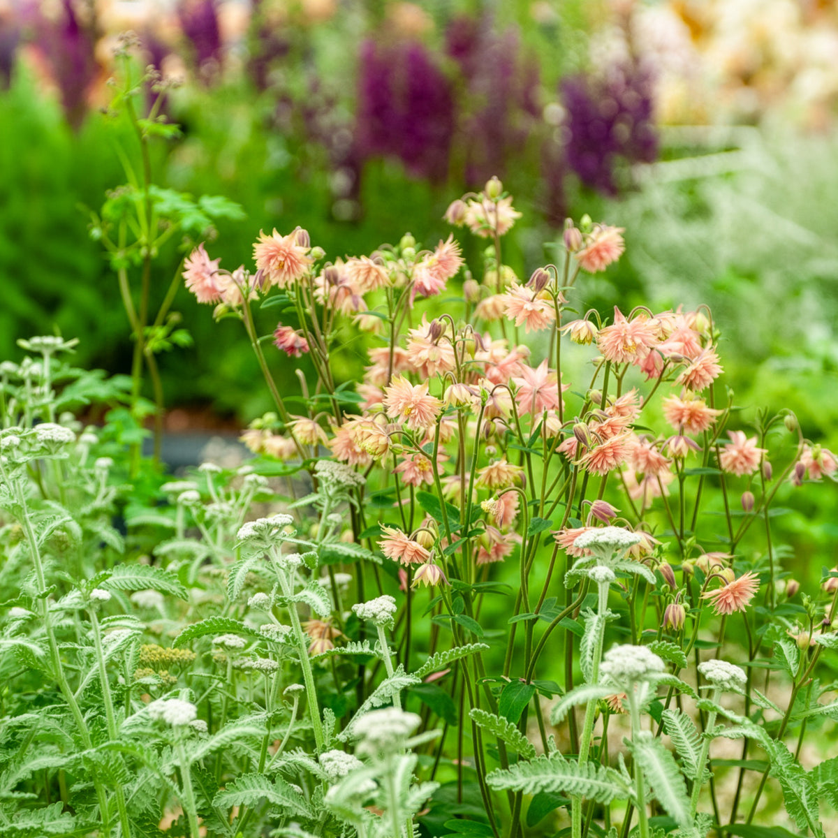 Akelei ‘Rose Barlow’ - Aquilegia vulgaris Rose Barlow - Willemse