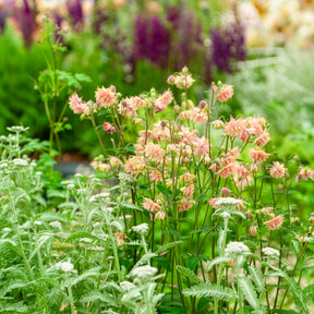 Akelei ‘Rose Barlow’ - Aquilegia vulgaris Rose Barlow - Willemse