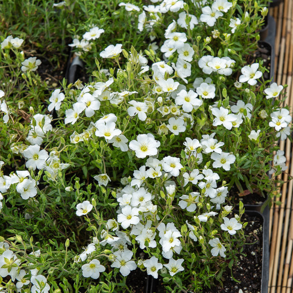 Berg-Sandkraut Mont Blanc - Willemse