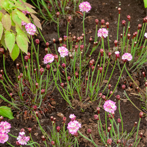 Grasnelke Armada Rose ® - Armeria maritima Rosea Compacta - Willemse