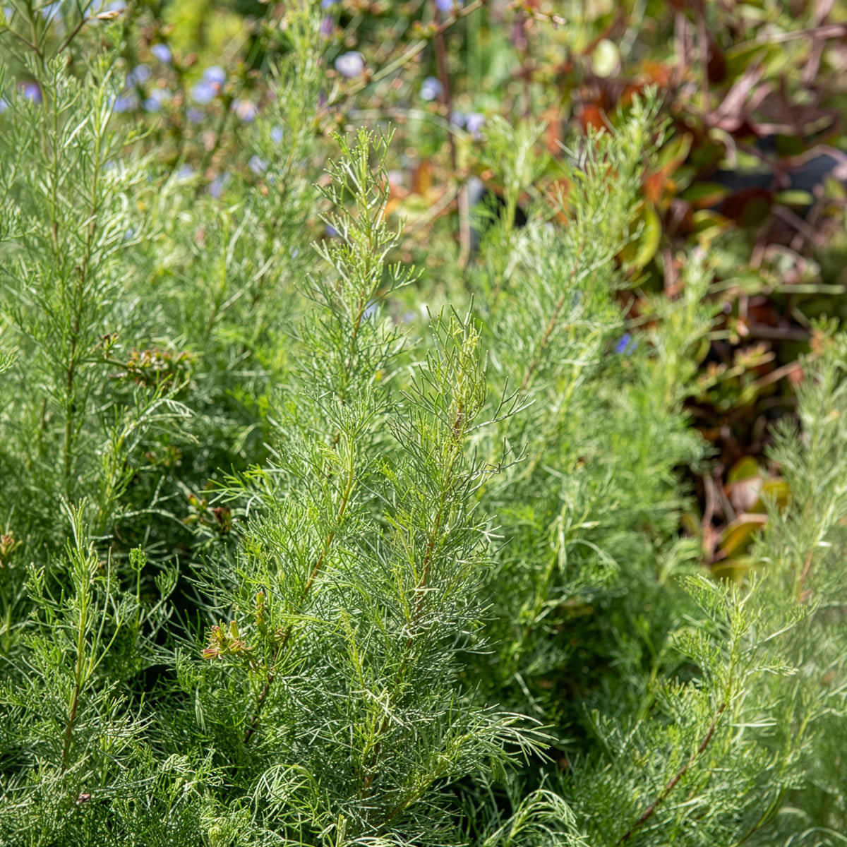 Eberraute - Artemisia abrotanum - Willemse