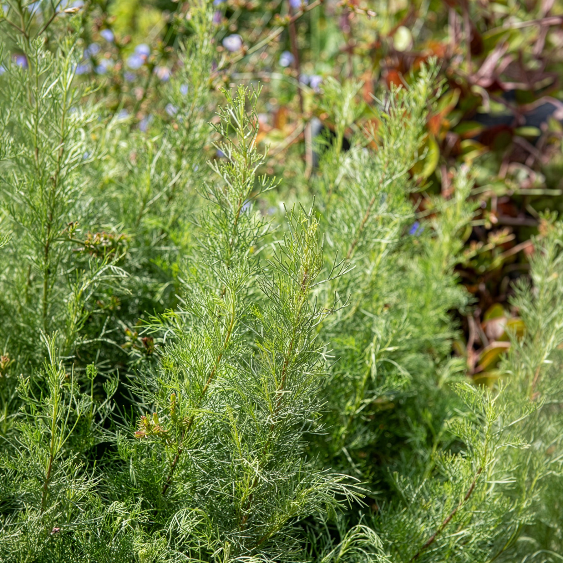 Eberraute - Artemisia abrotanum - Willemse