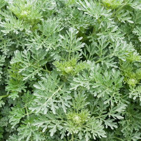 Zier-Wermut Lambrook Silver - Willemse