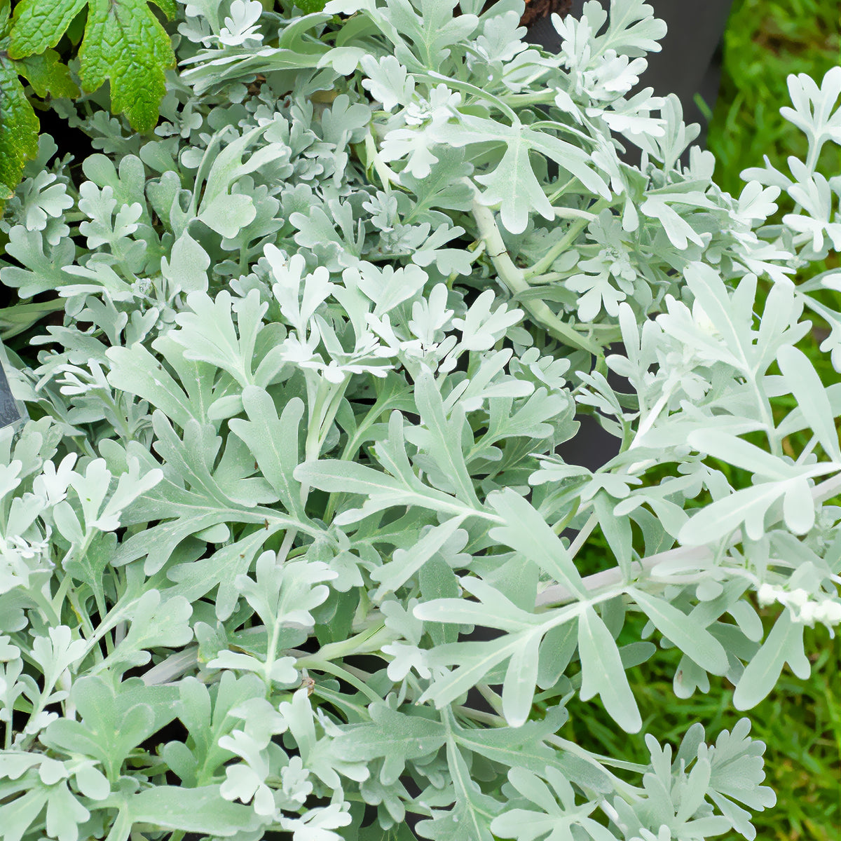 Garten Silberraute 'Boughton Silver - Willemse