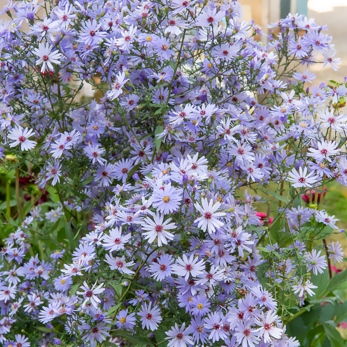 Schleier Aster 'Little Carlow' - Willemse
