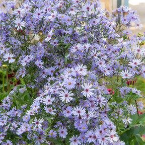 Schleier Aster 'Little Carlow' - Willemse