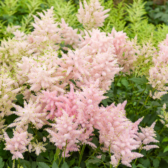 Japanische Astilbe Europa - Astilbe japonica Europa - Willemse