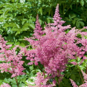 Prachtspiere Hybrid Rheinland - Astilbe japonica Rheinland - Willemse