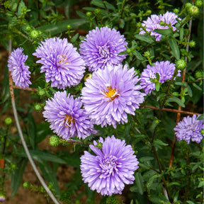 Herbst-Aster ‘Marie Ballard’ - Willemse