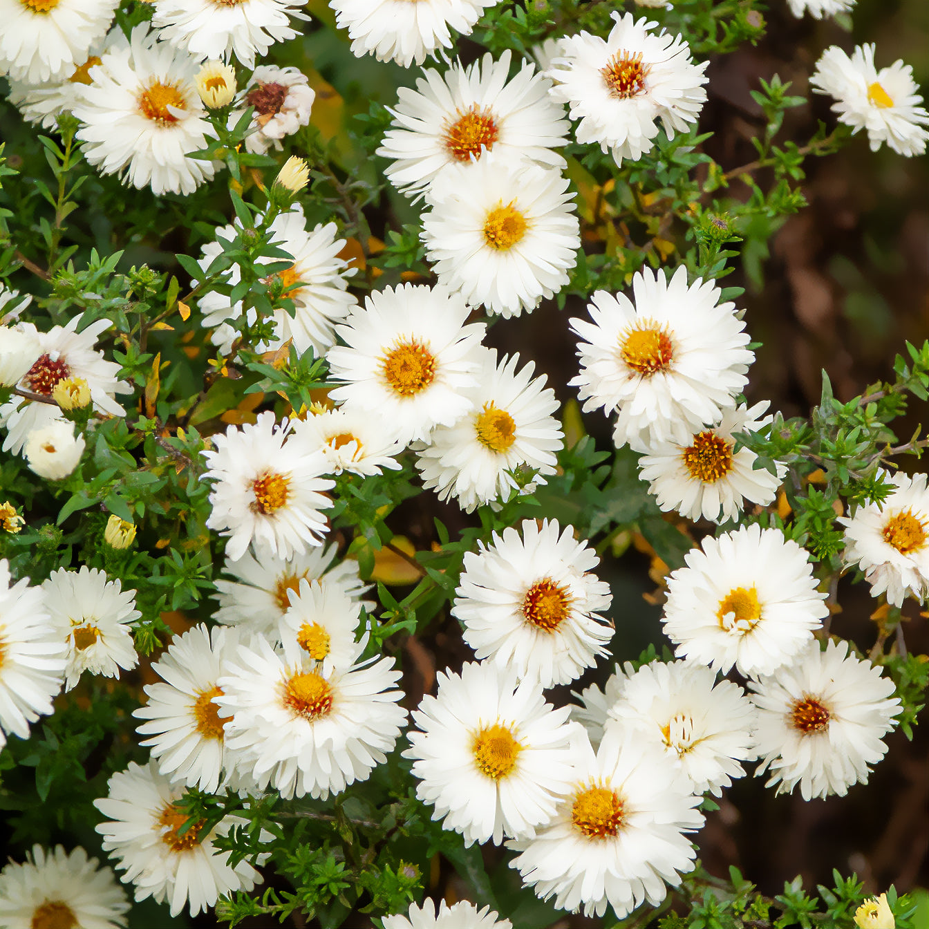 Aster novi-belgii white ladies - Glattblatt-Aster 'White Ladies' - Astern