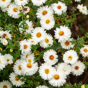 Aster novi-belgii white ladies - Glattblatt-Aster 'White Ladies' - Astern
