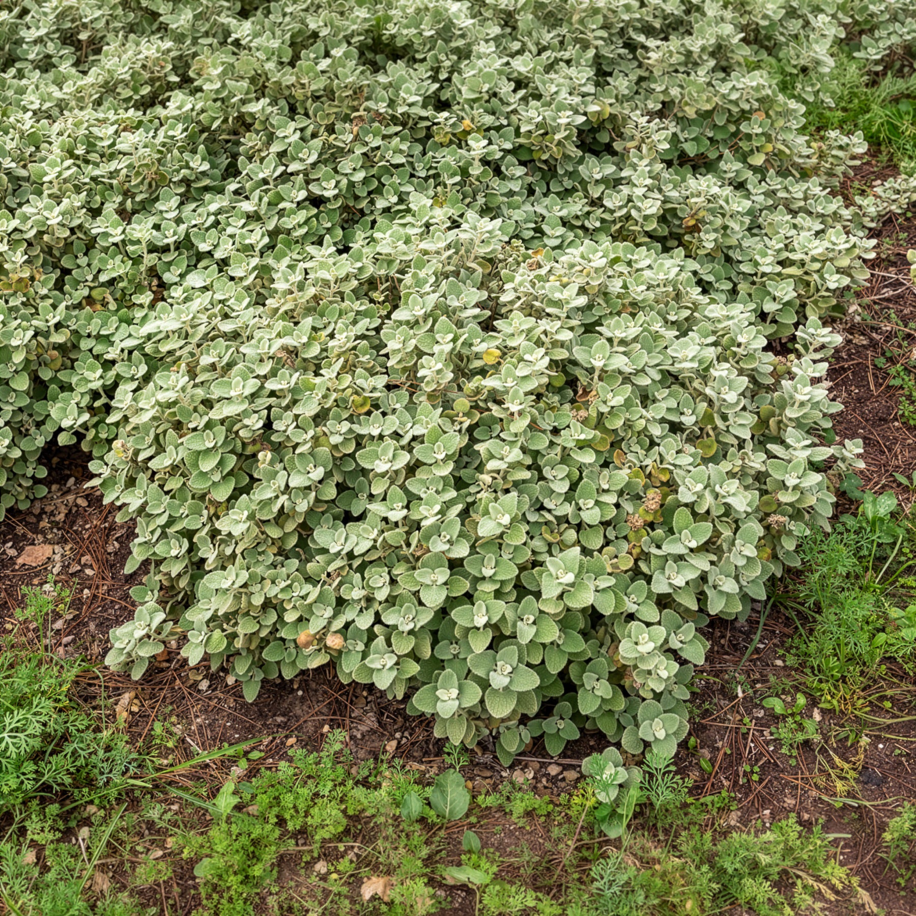 Graues Andorn - Ballota pseudodictamnus - Willemse