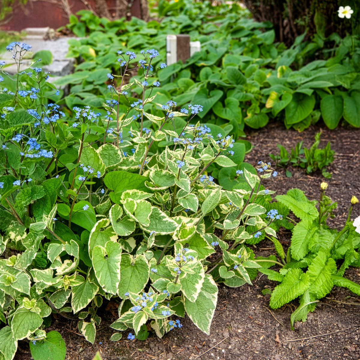 Kaukasus-Vergissmeinnicht Hadspen Cream - Brunnera macrophylla Hadspen Cream - Willemse