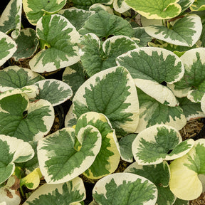 Panaschiertes Kaukasus-Vergissmeinnicht - Brunnera macrophylla Variegata - Willemse